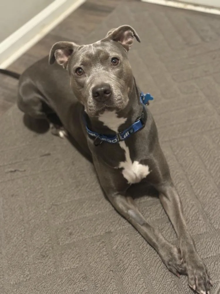 Ziggy thumbnail 3