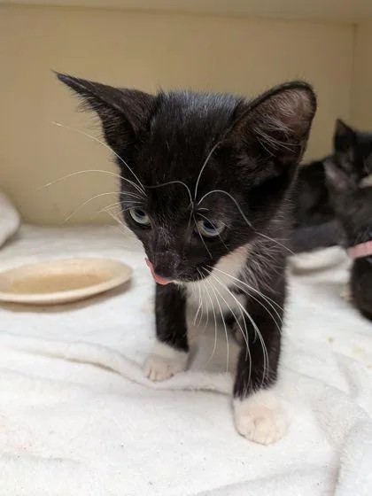 A baby small-sized male Domestic Short Hair cat named Horatio [Orange] for adoption in Chamblee, GA