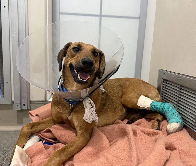 A young medium-sized female Black Mouth Cur dog named Gemma for adoption in Berkeley, CA
