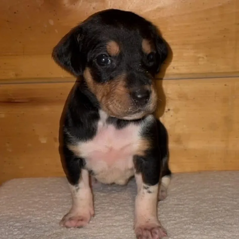 A baby small-sized female Yellow / Tan / Blond / Fawn Plott Hound dog named Frittata for adoption in South Burlington, VT