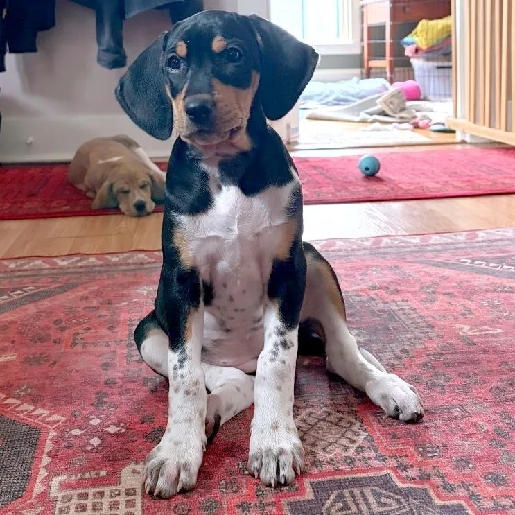 Frittata thumbnail 2