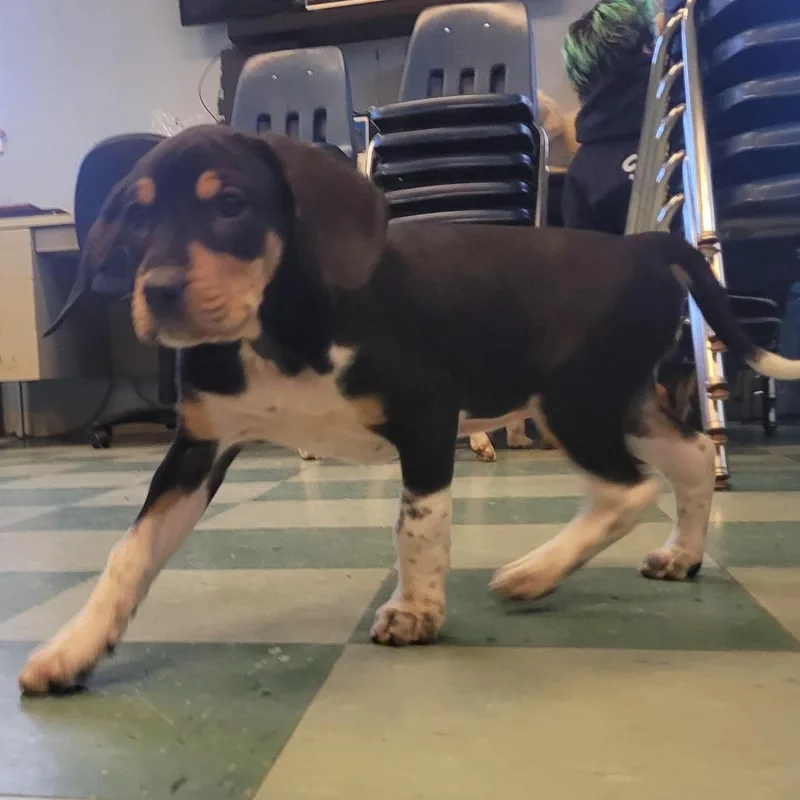 Frittata thumbnail 3