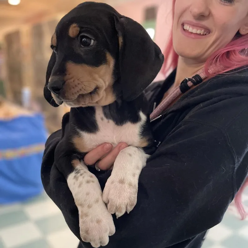 Frittata thumbnail 4