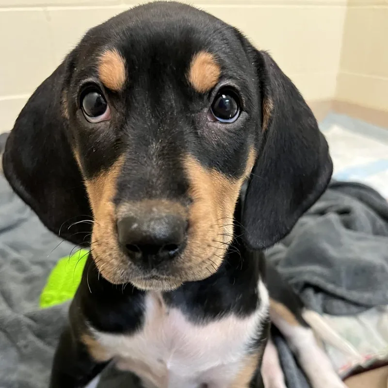 Frittata thumbnail 5