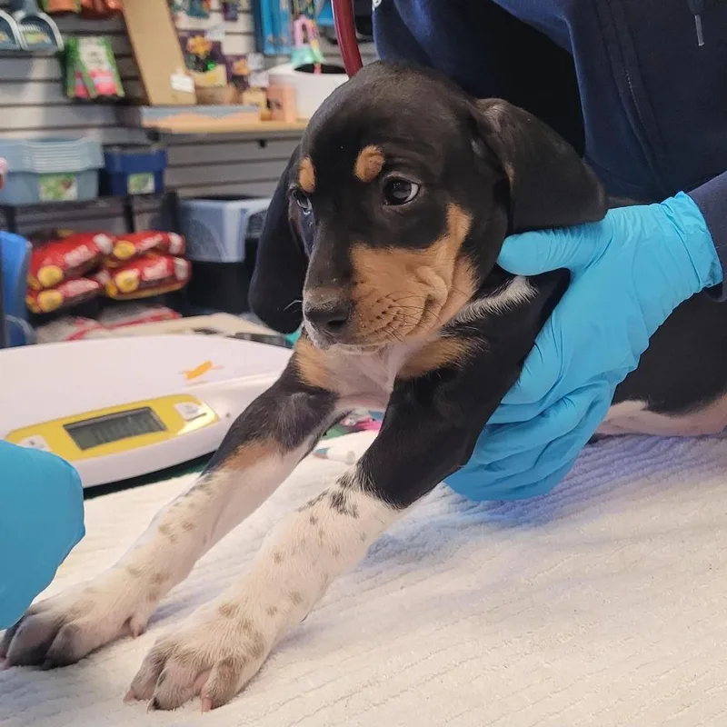 Frittata thumbnail 6