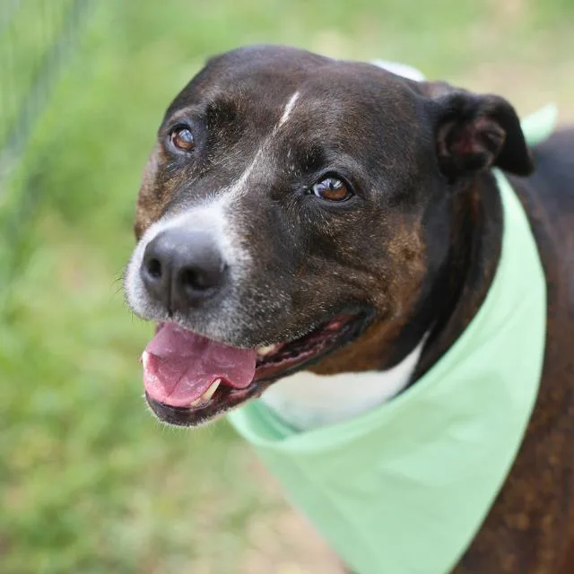 An adult medium-sized female American Staffordshire Terrier dog named Baela for adoption in San Antonio, TX
