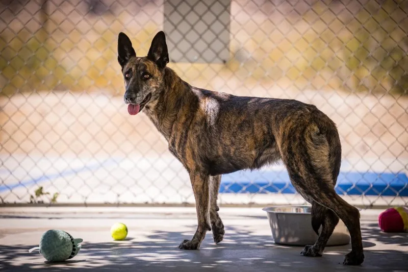 An adult medium-sized female Belgian Shepherd / Malinois dog named Eevie for adoption in Twentynine Palms, CA