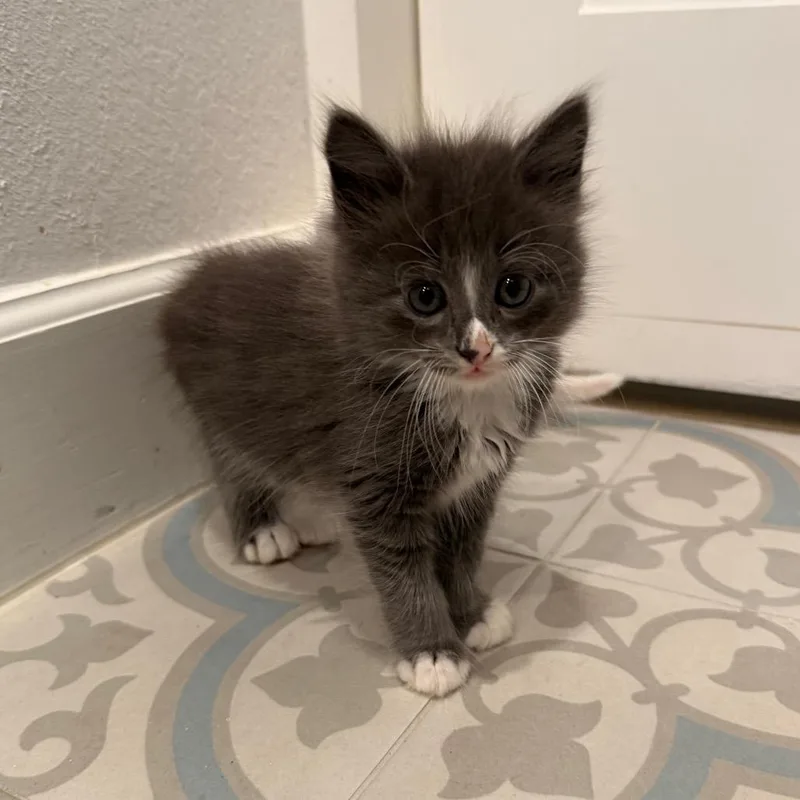 Marvin