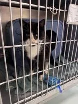 An adult medium-sized male Black & White / Tuxedo Domestic Short Hair cat named Mister for adoption in Potsdam, NY