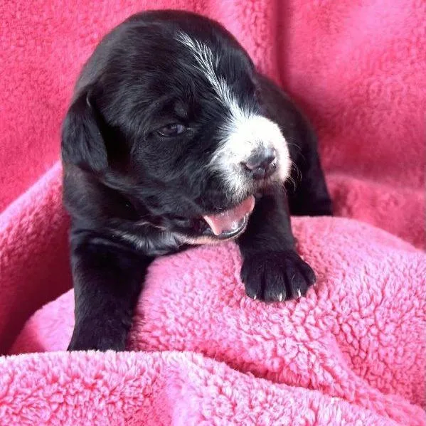 Babette Pup