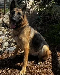 A young large-sized female German Shepherd Dog dog named Lizzy for adoption in Lathrop, CA