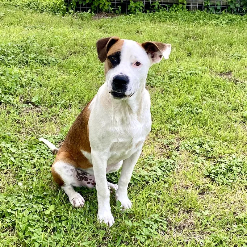 A young medium-sized male Tricolor (Brown, Black, & White) Mixed Breed dog named Banjo for adoption in Lockhart, TX