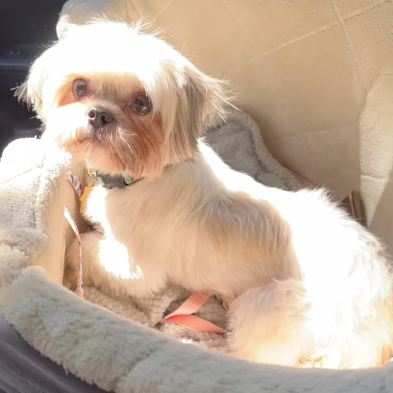 A young small-sized female Yellow / Tan / Blond / Fawn Shih Tzu dog named Polka Dot Savor for adoption in Plano, TX