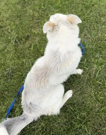 A young medium-sized female Husky dog named Lucy for adoption in Bryan, OH