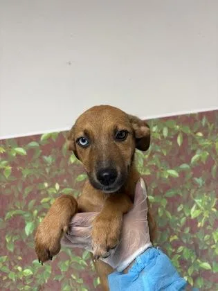 An adult small-sized female Shepherd dog named Tiff for adoption in San Antonio, TX