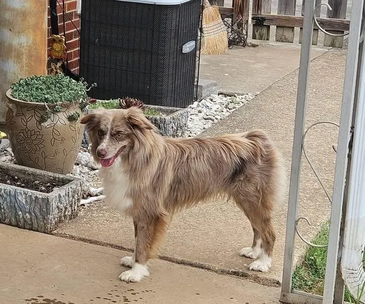 Hank