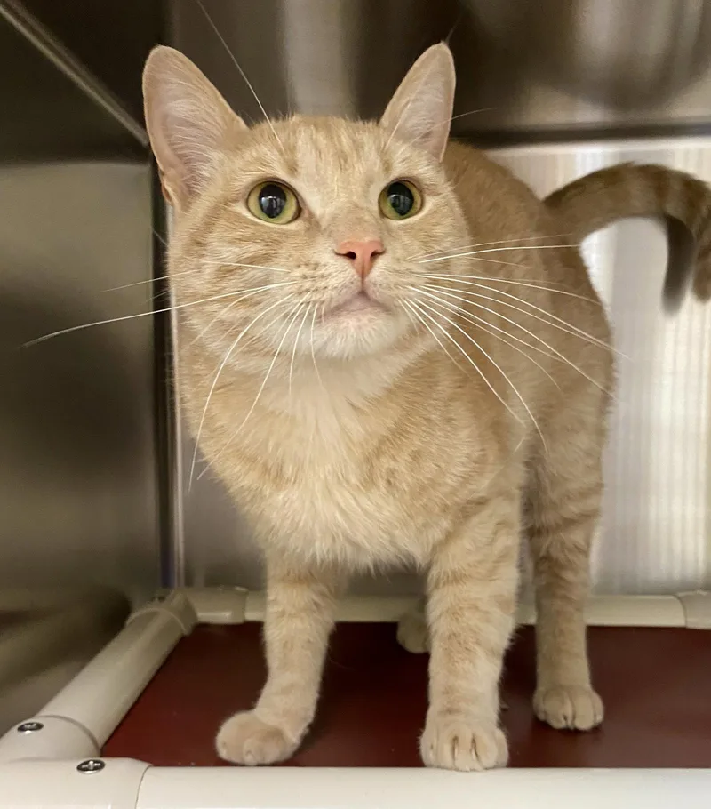 An adult medium-sized male Domestic Short Hair cat named Messi for adoption in Fargo, ND