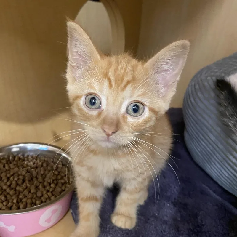 A baby small-sized female Orange / Red Domestic Short Hair cat named Fried for adoption in Washington Township, OH