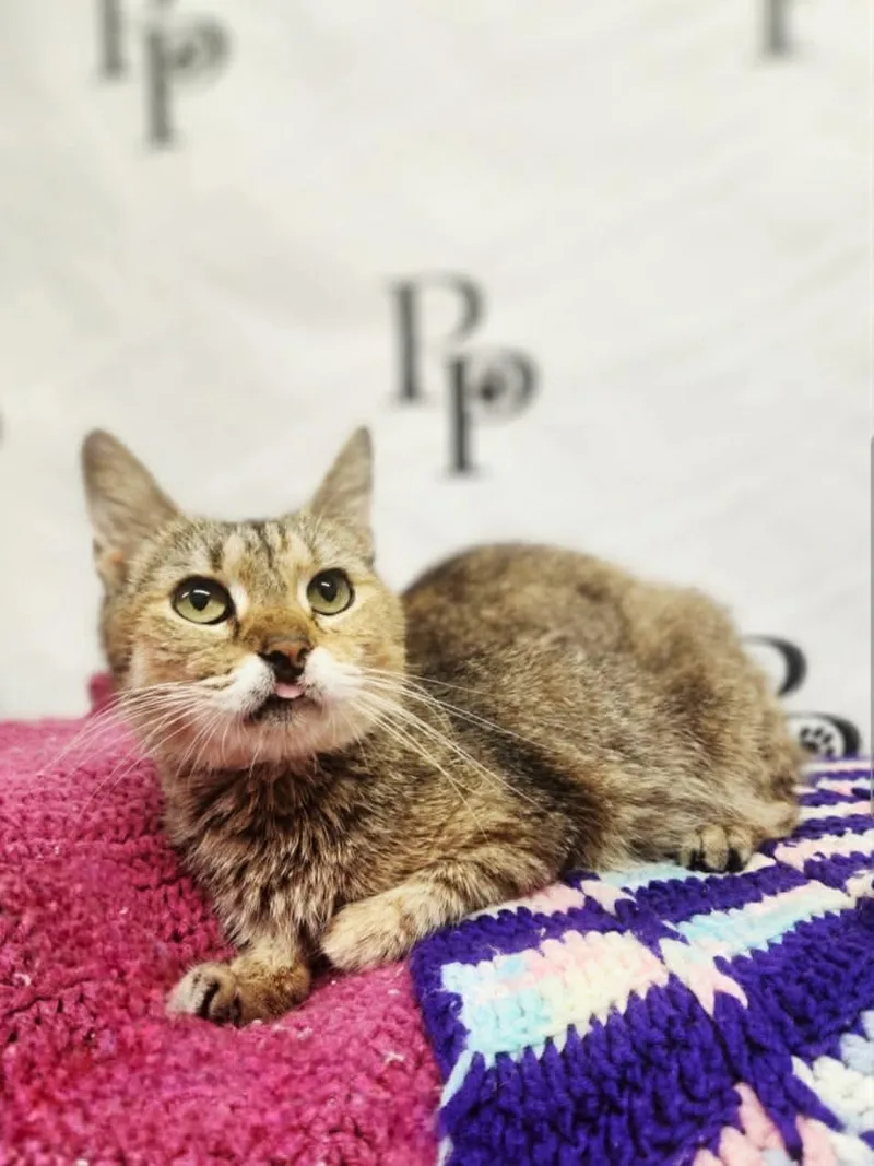 A senior medium-sized female Domestic Short Hair cat named Amber for adoption in Social Circle, GA