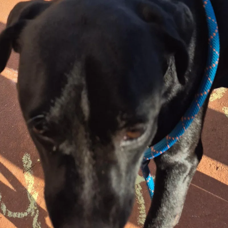 A young medium-sized male Black Mixed Breed dog named StrayMaconRoad for adoption in Columbus, GA