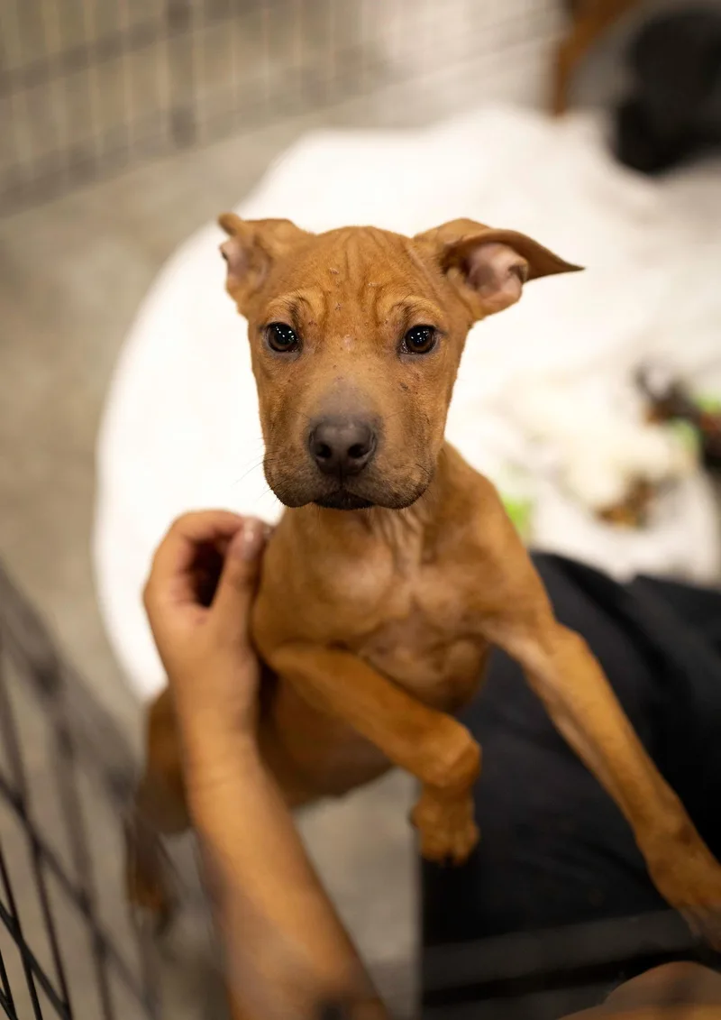 A young medium-sized male American Staffordshire Terrier dog named Mogwai for adoption in West Richland, WA
