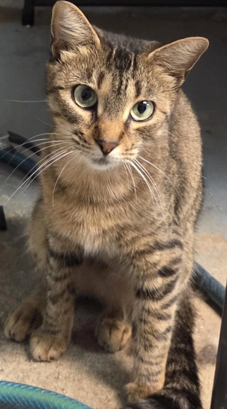 A young medium-sized female Tabby (Brown / Chocolate) Domestic Short Hair cat named Quinoa for adoption in Mansfield Center, CT