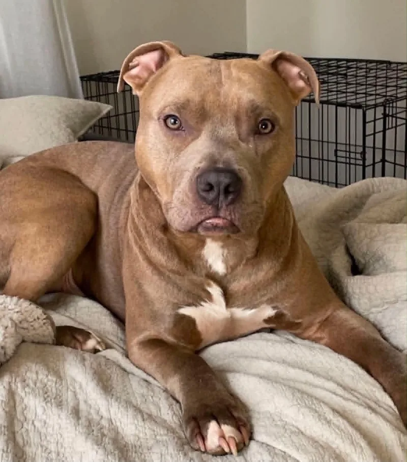 An adult medium-sized male Pit Bull Terrier dog named Mac for adoption in Germantown, OH
