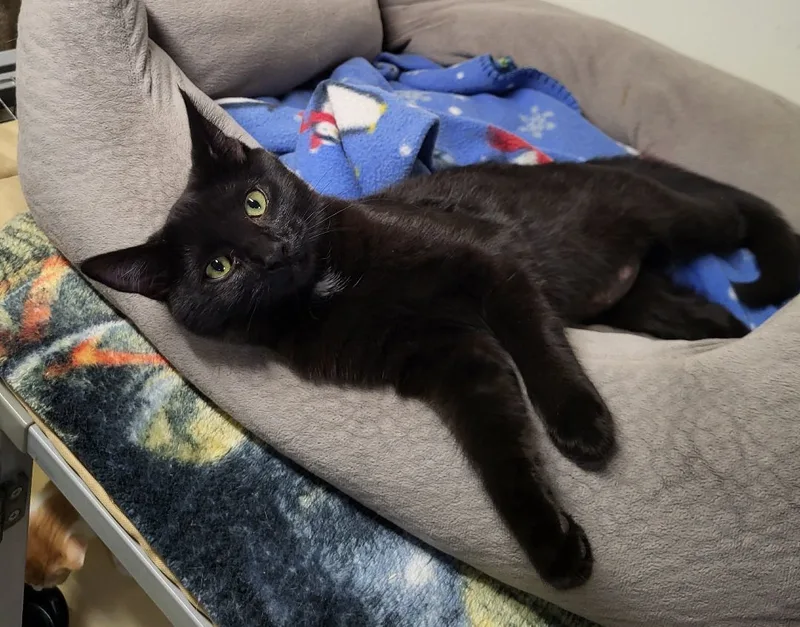 An adult medium-sized female Black Domestic Short Hair cat named Pepper for adoption in Lodi, CA