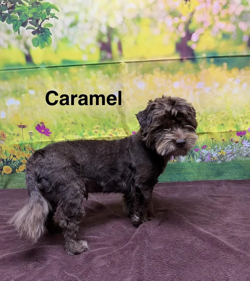 An adult small-sized male Brown / Chocolate Cockapoo dog named Caramel for adoption in Urbana, OH