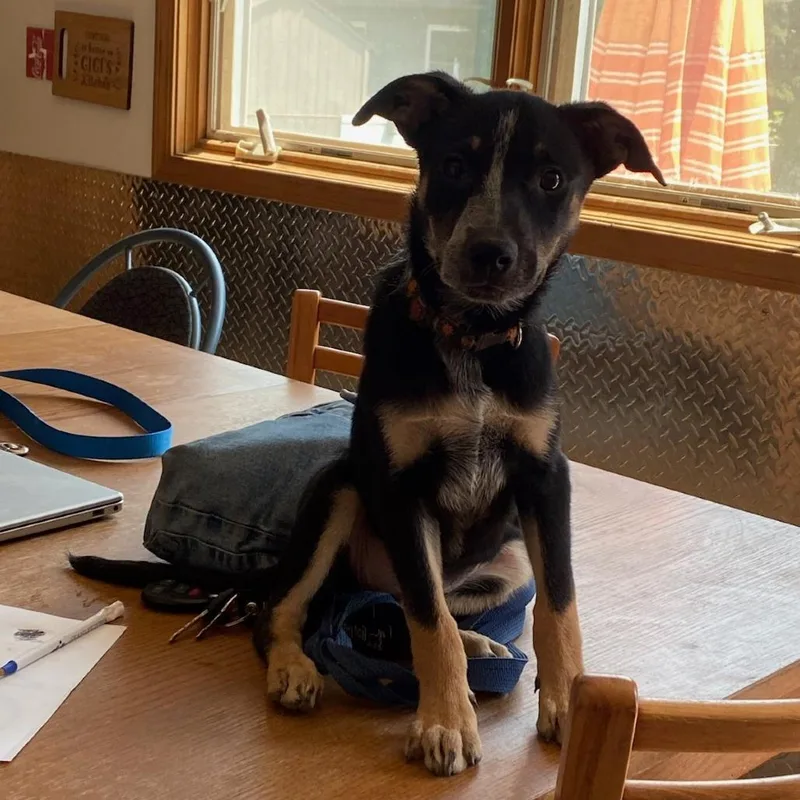 A baby small-sized female Black Dachshund dog named Jazzy for adoption in South Elgin, IL