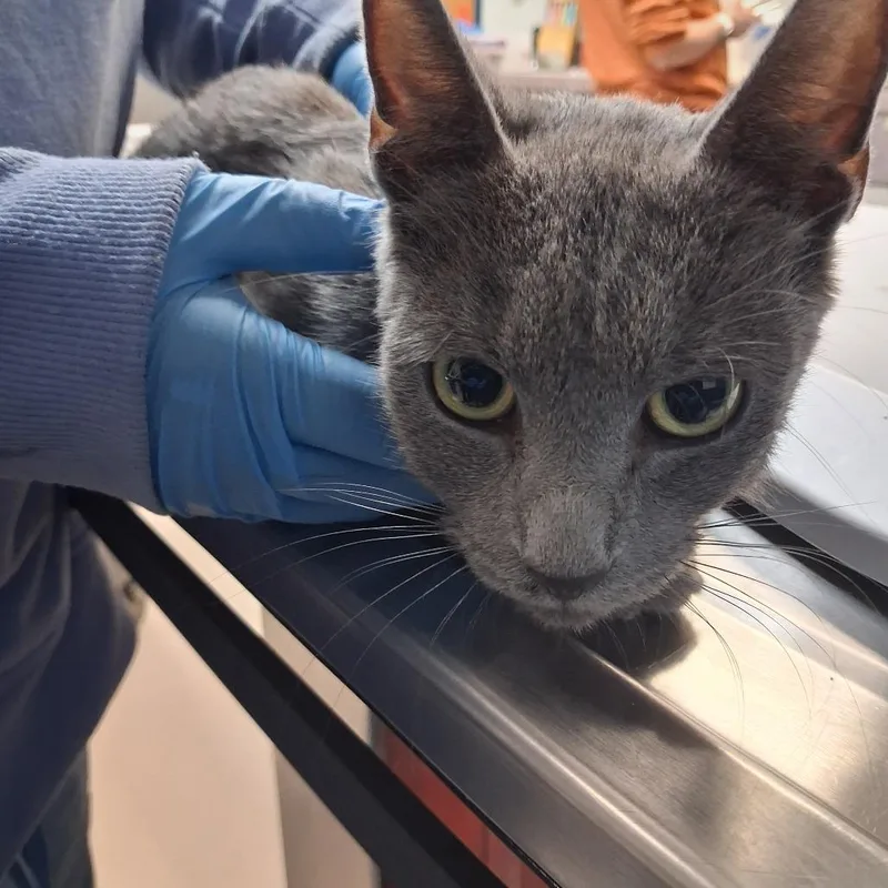 A young medium-sized female Gray / Blue / Silver Domestic Short Hair cat named Farrah for adoption in Newark, NJ