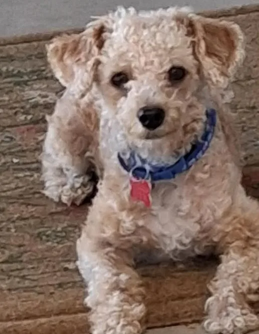 An adult small-sized male Poodle dog named Toby for adoption in San Diego, CA