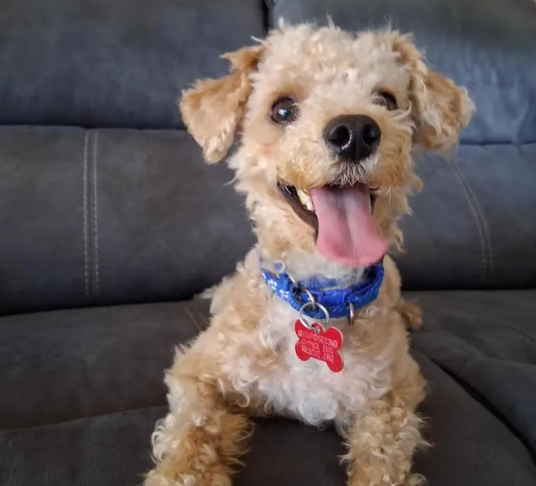Toby thumbnail 2