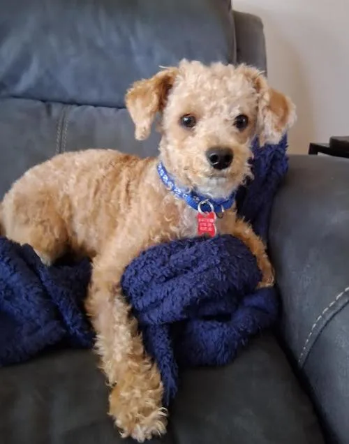 Toby thumbnail 3
