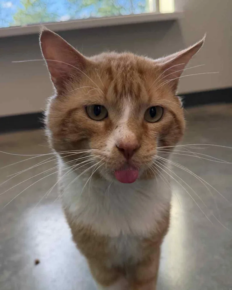 An adult large-sized male White Domestic Short Hair cat named Marmalade for adoption in Evanston, IL