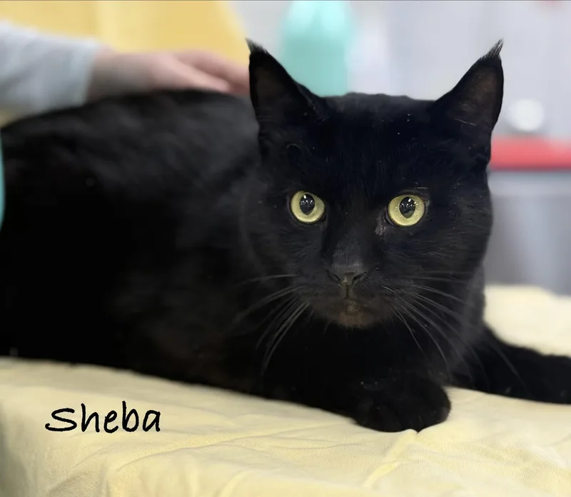 Sheba
