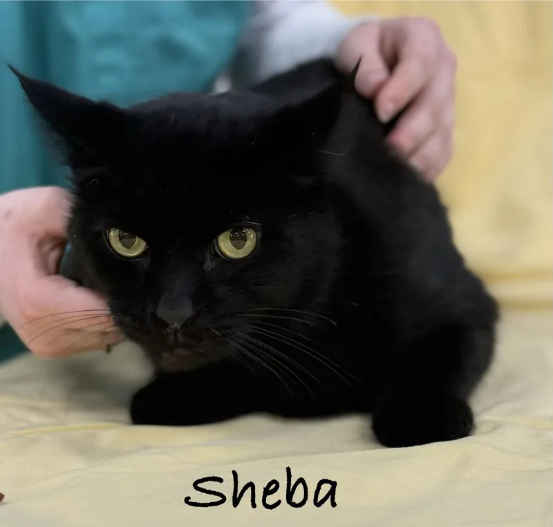 Sheba thumbnail 2