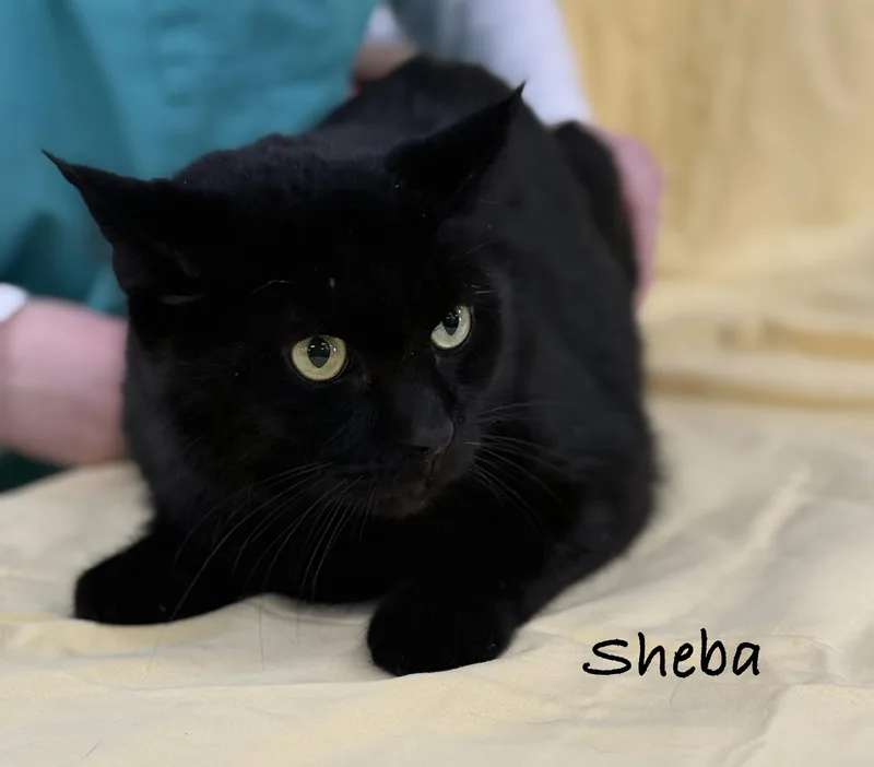 Sheba thumbnail 3
