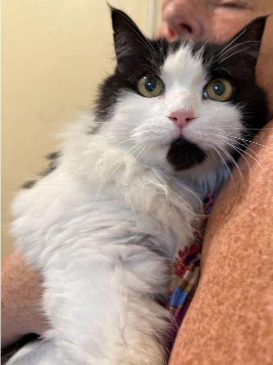 An adult medium-sized female Black & White / Tuxedo Domestic Long Hair cat named Kazumi for adoption in Hudson, NH