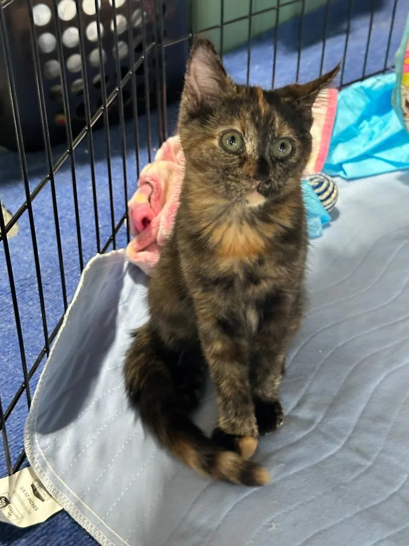 A baby medium-sized female Tortoiseshell Domestic Short Hair cat named Rusty for adoption in Mokena, IL