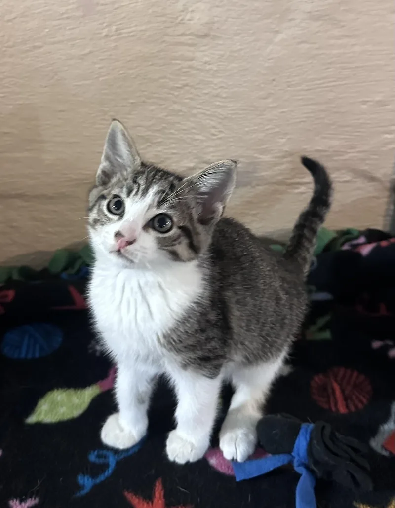A baby small-sized male Tabby (Brown / Chocolate) Domestic Short Hair cat named Freddie for adoption in Silverton, OR