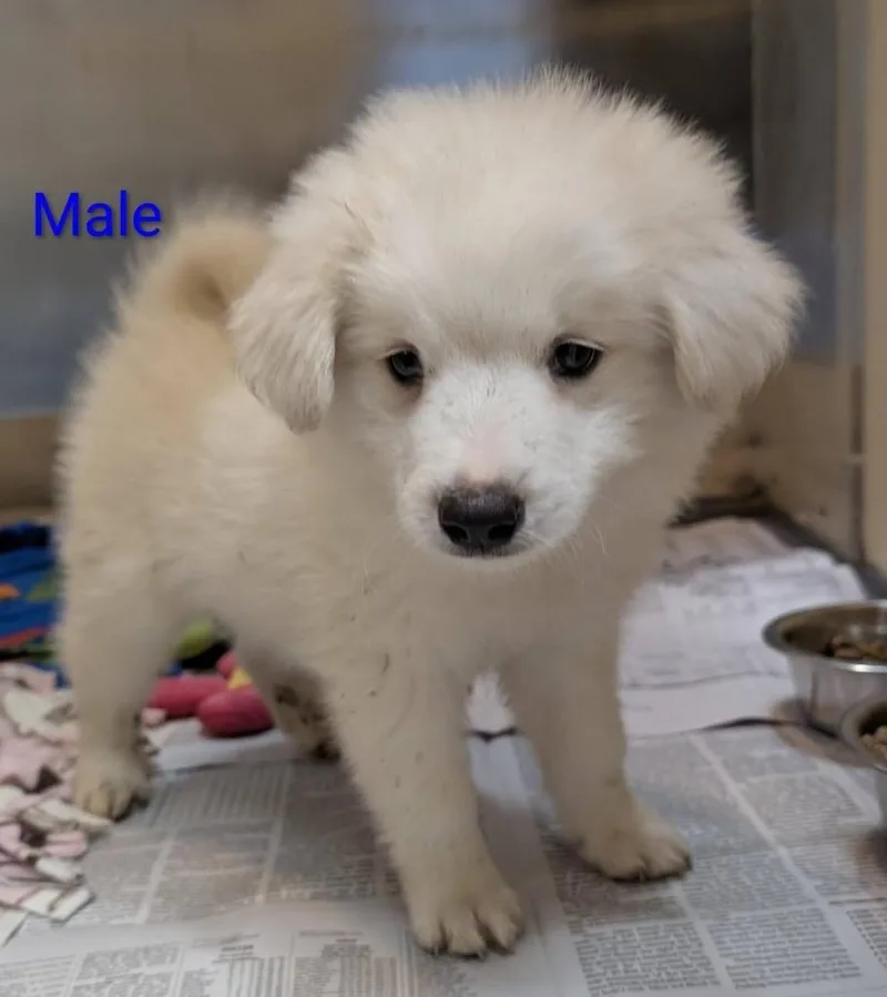 A baby medium-sized male Australian Shepherd dog named Lord Percival Aloysius Montgomery for adoption in Warren, MI