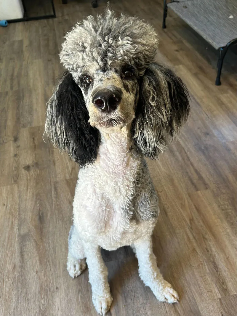 A young large-sized female Standard Poodle dog named Firefly Apr for adoption in Pacolet, SC