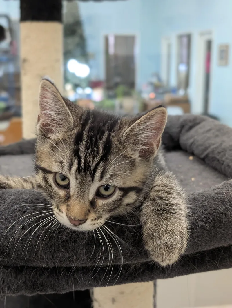 A baby medium-sized male Tabby (Gray / Blue / Silver) Domestic Short Hair cat named Zazzle for adoption in Tilton, IL