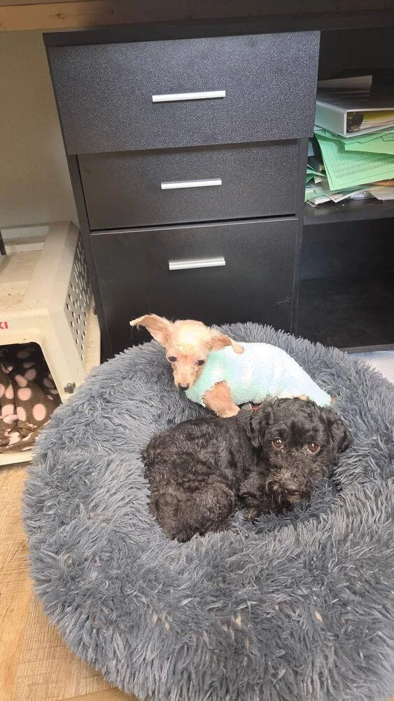 An adult small-sized female Tricolor (Brown, Black, & White) Poodle dog named Raven for adoption in Waterloo, IL