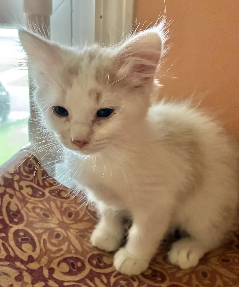 A baby medium-sized female Buff / Tan / Fawn Domestic Medium Hair cat named Whitey and Willa for adoption in Shawnee, KS