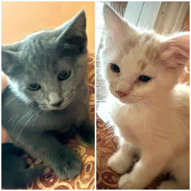 Whitey and Willa thumbnail 3