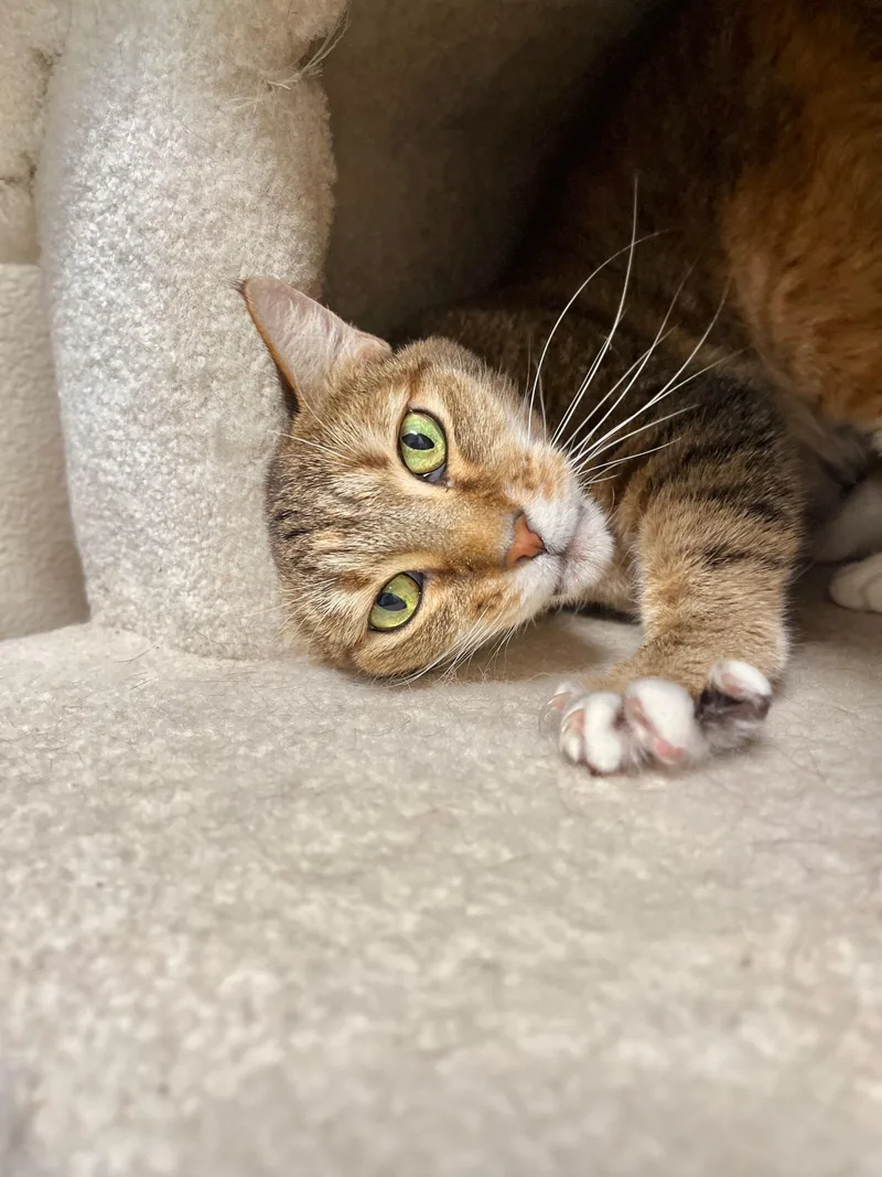 An adult medium-sized female Torbie Domestic Short Hair cat named Honey Bug for adoption in Boise, ID