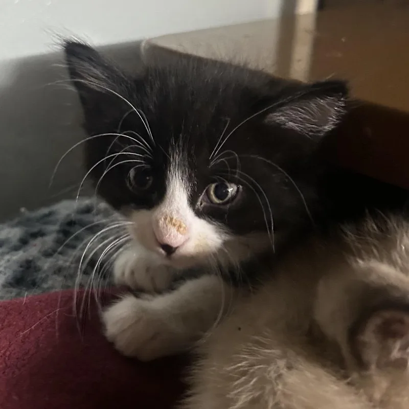 A baby small-sized male White Domestic Short Hair cat named Simba for adoption in Point Richmond, CA