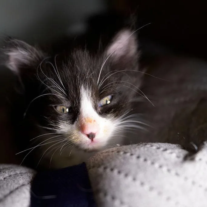 Simba thumbnail 2